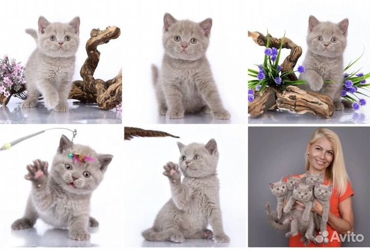 Мальчик в разведение и другие котята