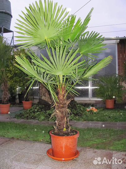 Пальма трахикарпус