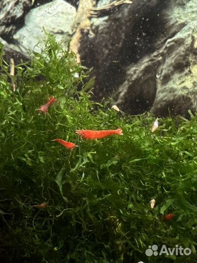 Креветки вишня