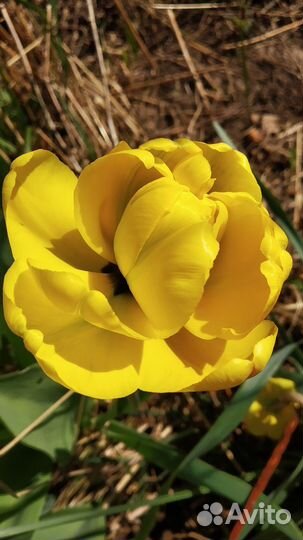 Нарциссы, тюльпаны на срез