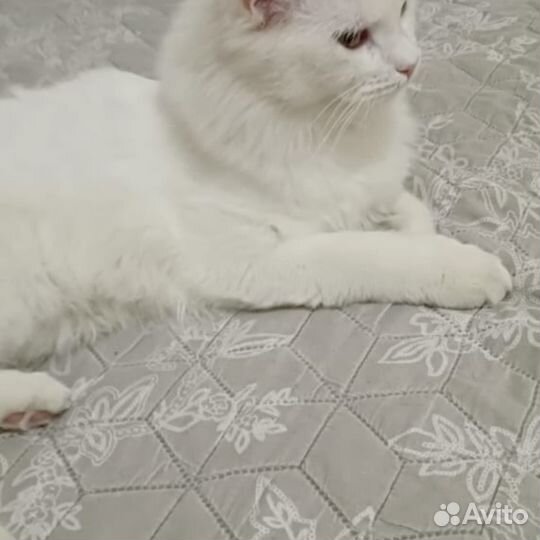 Котики бесплатно