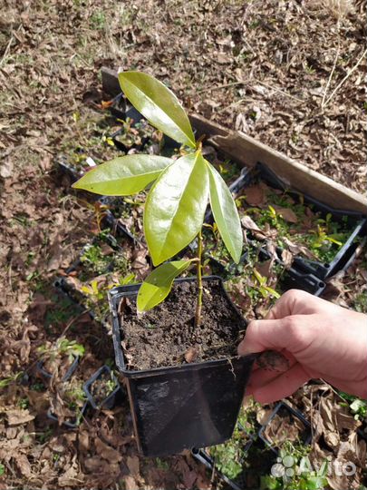 Магнолия Грандифлора крупноцветковая саженцы