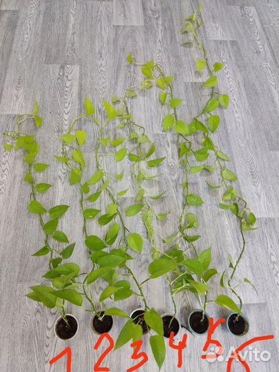 Сциндапсус неон