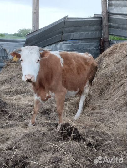 Корова дойная