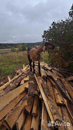 Нубийские козы камори заинские