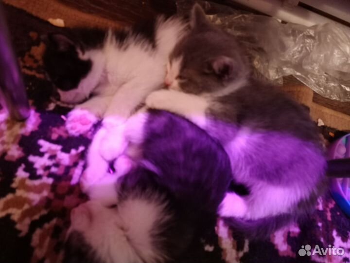 Кошка в дар бесплатно