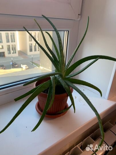 Алоэ 2-3 года