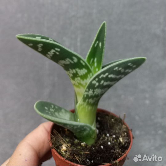 Алое вариегатный