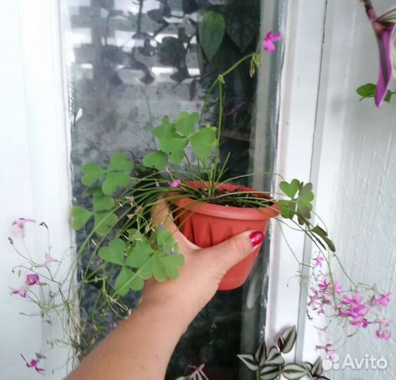 Кислицы (оксалис). Хлорофитум