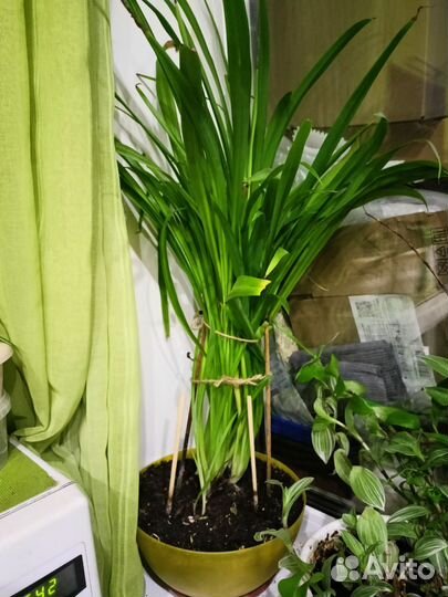 Растения спатифилиум,традисканция,хлорофитум