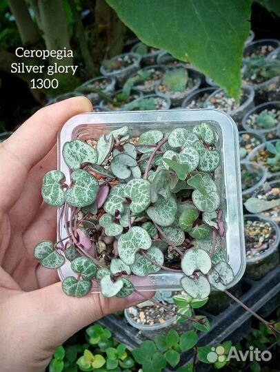 Церопегия укорененные разного размера