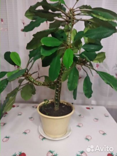 Комнатные цветы