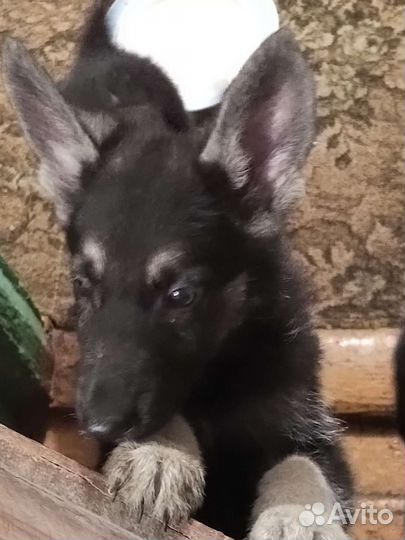 Восточно европейская овчарка