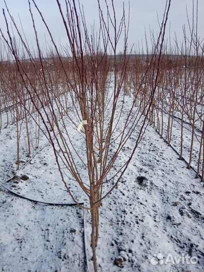 Саженцы абрикос Голд Рич