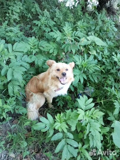 Отдам собаку в добрые руки