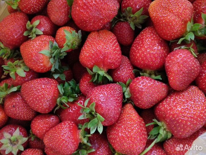 Рассада клубники Азия, Купчиха