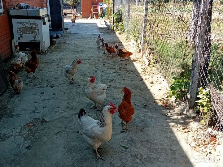 Куры молодки несушки