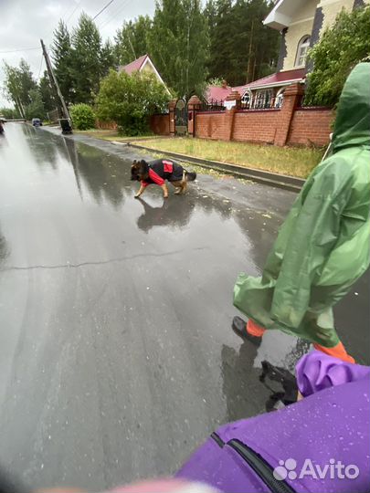 Услуги кинолога