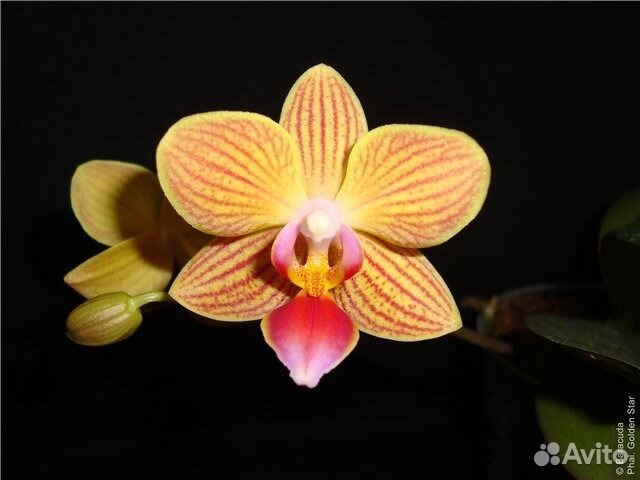 Phal Star Green Beauty