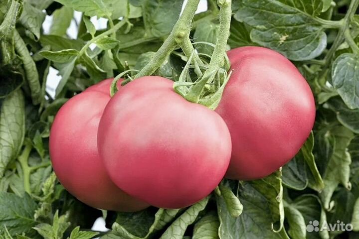 Семена сортовых Непасынкующихся томатов