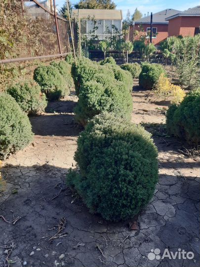Туя западная тедди