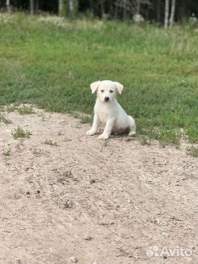 Щенок 2 месяца бесплатно