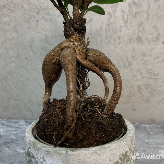 Растение Бонсай - Фикус микрокарпа 30 см