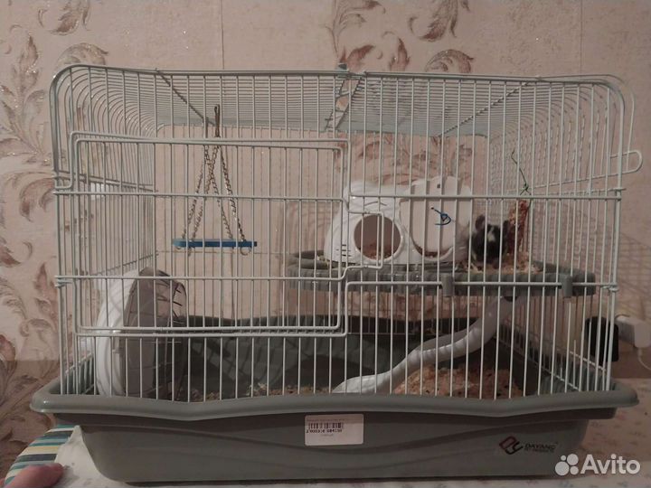 Хомяк и клетка