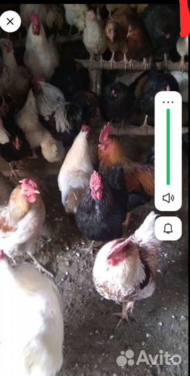 Молодые петухи