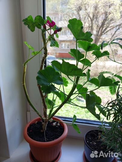 Герань фиолетовая