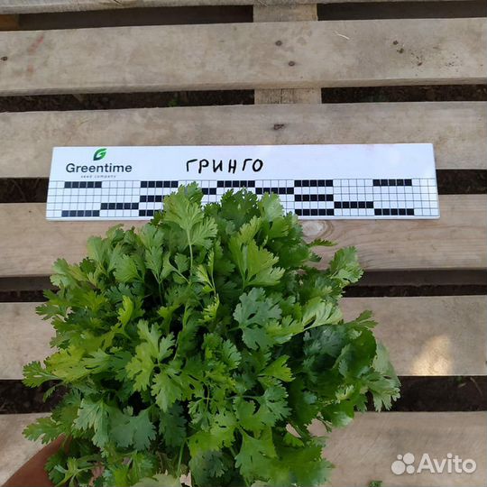 Семена кориандра Гринго (Кинза)