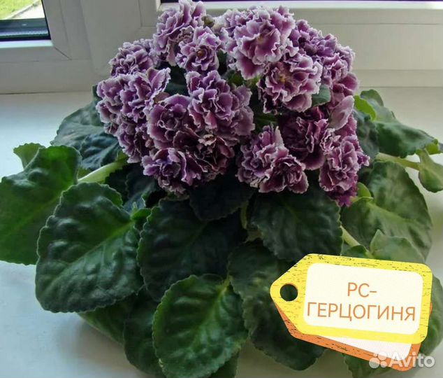 Фиалки сортовые. Пенопластовые шарики