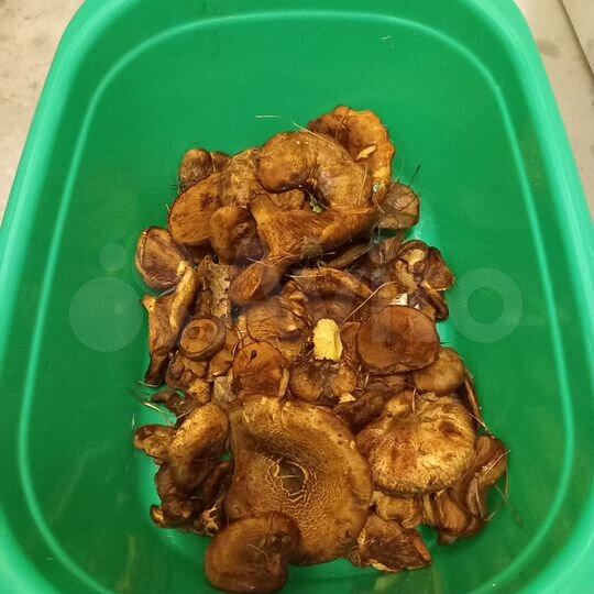 Участок 5 сот. (СНТ, ДНП)