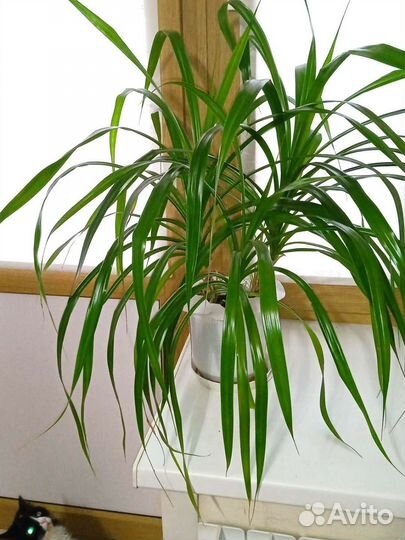 Панданус (винтовая пальма)