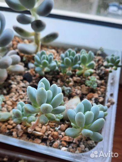 Суккуленты