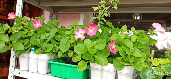 Петуния ампельная