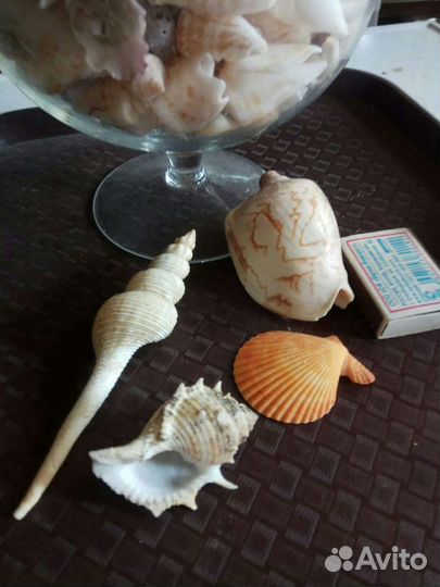 Улитки и ракушки, гребешки, рапаны