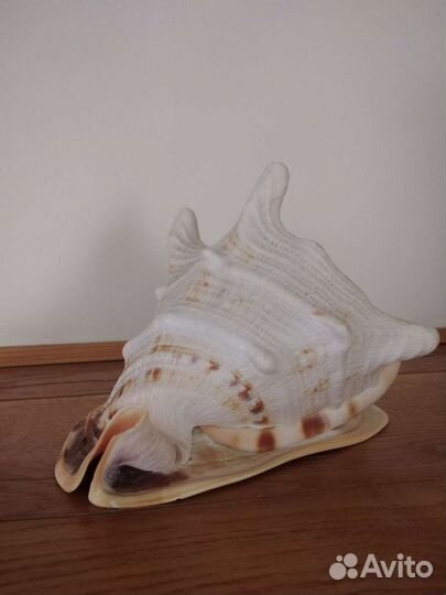 Большая морская раковина