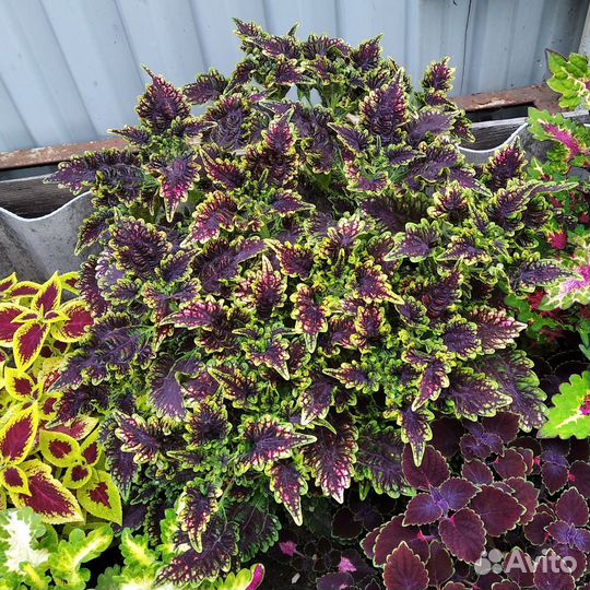 Колеусы укоренённые