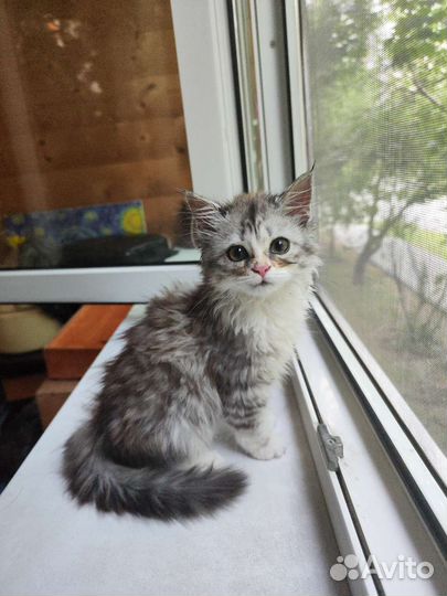 Кошка в дар бесплатно