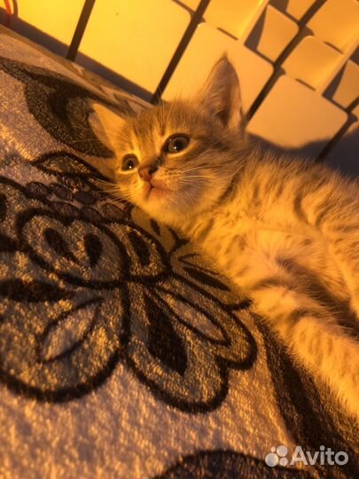 Самые лучшие котята в добрые руки