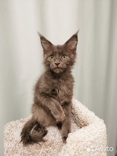 В продаже котята породы Мейн-кун