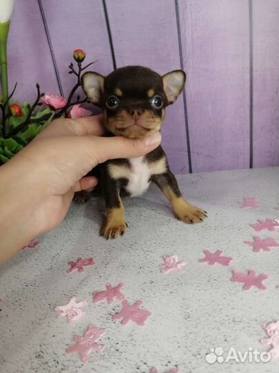 Щенки чихуахуа РКФ