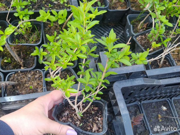 Саженцы бирючины