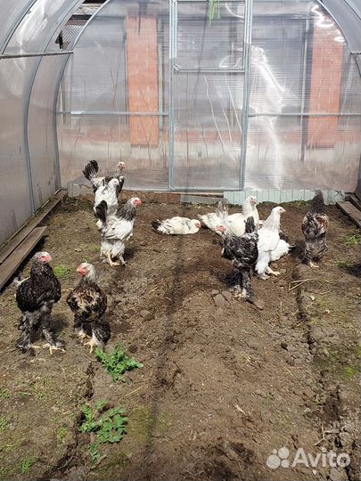 Куры и петухи брама