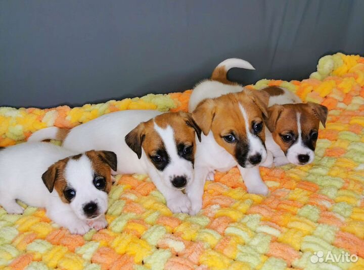 Джек Рассел терьер