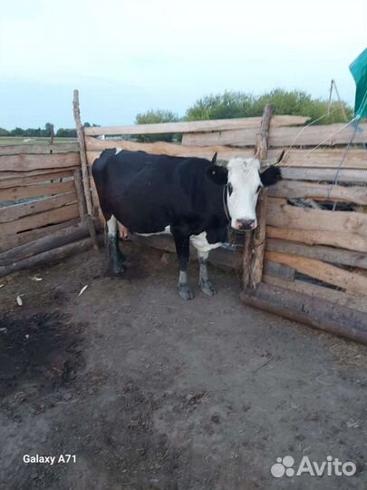 Продаются 2 каровы