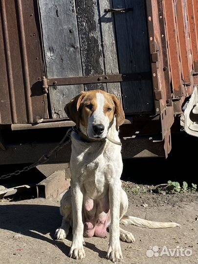 Щенок Русской Пегой Гончей