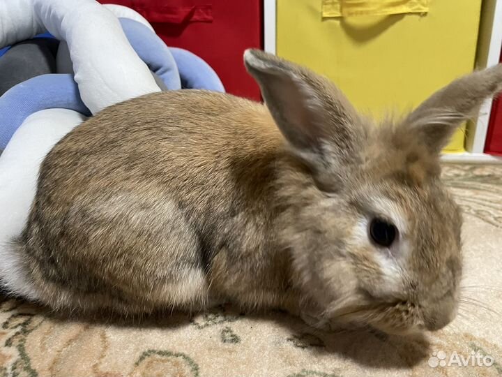 Декоративный кролик в добрые руки