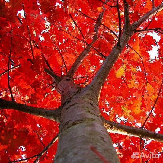 Дуб краснолистный (канадский), Каштан конский
